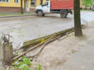 На Ставского в Великих Луках дерево оборвало провода - 2025-05-28 11:15:00 - 6