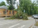 Упавшее вчера дерево до сих пор лежит в центре Великих Лук - 2025-06-30 11:30:00 - 3