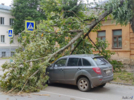 Упавшее вчера дерево до сих пор лежит в центре Великих Лук - 2025-06-30 11:30:00 - 4