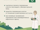 Великолучане могут дополнять карту распространения борщевика - 2025-07-16 11:35:00 - 8