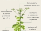 Великолучане могут дополнять карту распространения борщевика - 2025-07-16 11:35:00 - 3