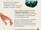 Великолучане могут дополнять карту распространения борщевика - 2025-07-16 11:35:00 - 5