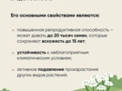Великолучане могут дополнять карту распространения борщевика - 2025-07-16 11:35:00 - 4