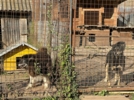 Гостинцы и внимание подарили великолучане четвероногим обителям приюта - 2025-10-01 17:05:00 - 6