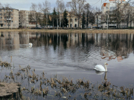 В Великих Луках на Ловати появились лебеди - 2026-04-01 11:05:00 - 4