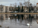 В Великих Луках на Ловати появились лебеди - 2026-04-01 11:05:00 - 5