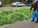 Великие Луки обрабатывают от борщевика - 2026-05-18 16:35:00 - 4