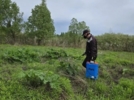 Великие Луки обрабатывают от борщевика - 2026-05-18 16:35:00 - 3