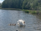 На Городищенском озере в лебедином семействе пополнение - 2026-06-05 16:05:00 - 6