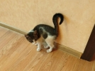Великолучане ищут дом для котенка - 2026-08-07 17:35:00 - 6