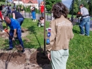 В Парке Строителей в Пскове высадили липовую аллею - 2026-08-07 11:05:00 - 3