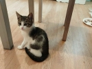 Великолучане ищут дом для котенка - 2026-08-07 17:35:00 - 5