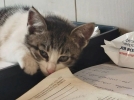 Великолучане ищут дом для котенка - 2026-08-07 17:35:00 - 3