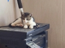 Великолучане ищут дом для котенка - 2026-08-07 17:35:00 - 4