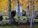 Порядка 280 кубометров листвы собрали в Ботаническом саду Пскова - 2026-10-28 09:05:00 - 6