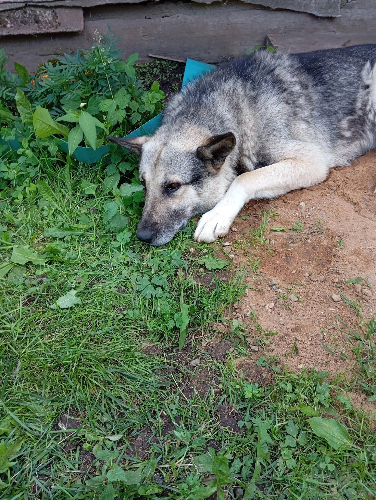 Собака прибилась к дачниками в Новосокольническом районе - 2024-08-06 13:35:00 - 2