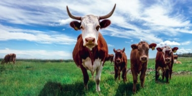 Минсельхоз узнал о регподдержке молочного скотоводства - 2021-08-29 14:00:00 - 2