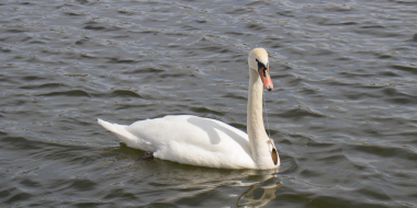 Запутавшегося в леске лебедя спасают в Изборске - 2023-05-03 11:35:00 - 2
