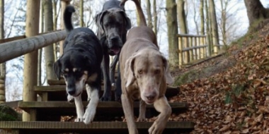 В Великих Луках проводится бесплатная вакцинация животных от бешенства - 2021-10-01 10:38:00 - 2