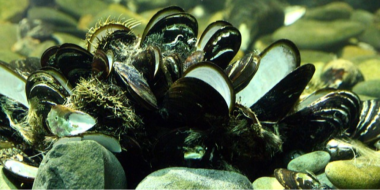 Дальневосточные устрицы будут выращивать в Черном море - 2023-04-16 10:00:00 - 2