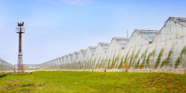 Агрофирма «Победа» выращивает в год до тысячи тонн огурцов - 2024-04-10 16:05:00 - 2