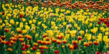 В Великих Луках раскрыта кража почти 200 тюльпанов - 2021-06-21 14:28:00 - 2