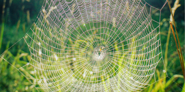 Контроль за мерами профилактики клещевого энцефалита усиллии в регоне - 2023-04-08 18:09:00 - 2