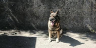 21 июня в России отмечается День кинолога - 2021-06-21 15:36:00 - 2