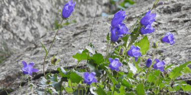 В Краснодарском крае обнаружили новый вид колокольчиков - 2023-04-16 12:00:00 - 2