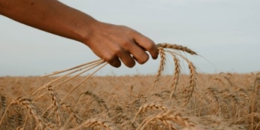 Неснижаемый запас зерна и сахара создадут в России - 2022-04-06 19:00:00 - 2