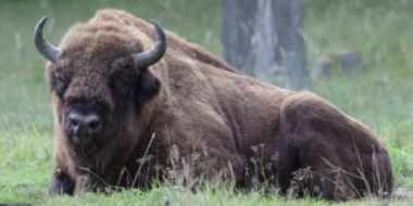 Более тридцати зубров из питомников будут выпущены в дикую природу в 2021 году - 2021-05-14 13:36:00 - 2 Более тридцати зубров из питомников будут выпущены в дикую природу в 2021 году - 2021-05-14 13:36:00 - 2