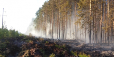 В Псковской области было ликвидировано 3 лесных пожара - 2023-05-03 13:35:00 - 2