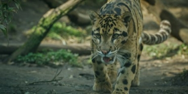 15 июля в Краснодарском крае отметили День леопарда - 2022-07-16 20:00:00 - 2