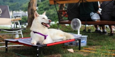 В Псковской области ожидается сохранение аномально-жаркой погоды - 2021-06-24 12:36:00 - 2