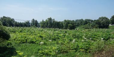 В антирейтинге по зарастанию борщевиком Псковская область на втором месте - 2023-05-17 12:35:00 - 2