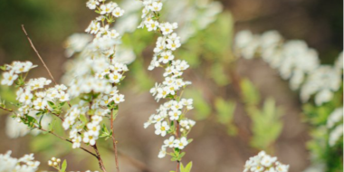 2 - 4 июня местами по Псковской области ожидаются заморозки - 2023-05-31 14:35:00 - 2