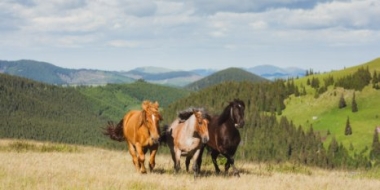 11 видов животных в России признали «вероятно исчезнувшими» - 2021-09-02 19:00:00 - 2