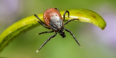 В Великих Луках будет проводиться противоклещевая обработка - 2021-09-14 12:38:00 - 2