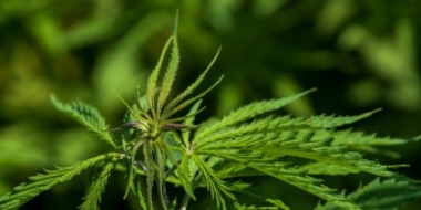 Жителю Палкинского района придется отработать 200 часов за выращивание конопли - 2021-05-13 16:13:00 - 2 Жителю Палкинского района придется отработать 200 часов за выращивание конопли - 2021-05-13 16:13:00 - 2