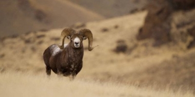 Алтайских горных баранов стало больше в России - 2022-11-20 20:00:00 - 2