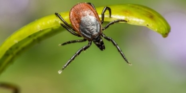 За неделю в Псковской области от укусов клещей пострадали 179 человек - 2021-06-10 16:45:00 - 2