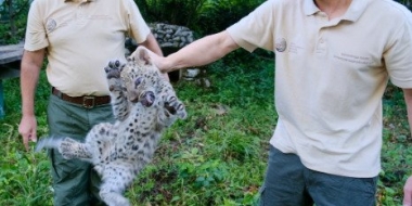 В сочинском Центре леопарда провели первый ветеринарный осмотр двух котят - 2022-10-08 20:00:00 - 2