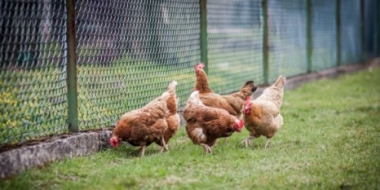 Минсельхоз и производители договорились о ценах на птицу - 2021-09-28 19:00:00 - 2