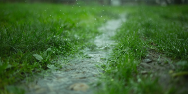 Грозы и ливни ожидаются сегодня в Псковской области - 2023-06-29 11:19:00 - 2