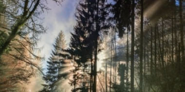 Псковские спасатели вывели из леса троих грибников - 2021-09-21 10:14:00 - 2