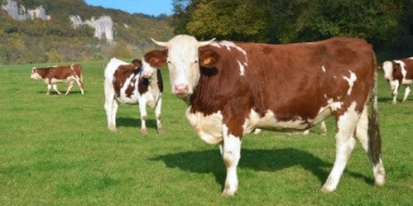 Искусственный интеллект внедряют в сельское хозяйство и транспортную отрасль - 2022-10-09 12:00:00 - 2