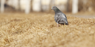 В Пскове побит температурный рекорд - 2023-04-12 12:05:00 - 2