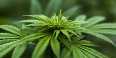 О фактах выращивания наркотических растений можно сообщить по телефону доверия - 2021-06-13 09:00:00 - 2