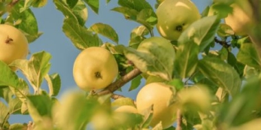 Садоводы могут взять в аренду участок в Великих Луках - 2021-05-11 15:12:00 - 2