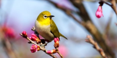 Увидеть редких птиц поможет специальная интерактивная карта - 2021-12-18 19:00:00 - 2